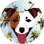 Around the Jack Russell Terrier