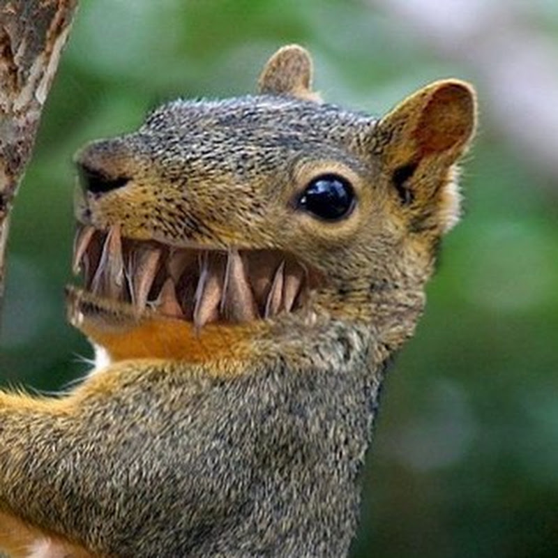 Buster Nut