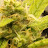 @ty-dg9ro Avatar
