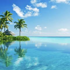 感動ストーリーの伝書鳩