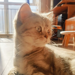 米粉儿是只猫アイコン画像