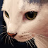 NnIbtFsh72I-channel-avatar-Jusso