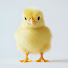 DgibqUrN0Pw-channel-avatar-삐삐랑냥이🐥🐱