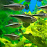 AHik4zAA-iE-channel-avatar-Tetra Martinez