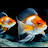 @ExoticFishesAILB Avatar