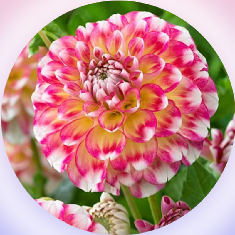 Flower Gardening Bangladesh 101