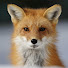 z4pcz8raQJQ-channel-avatar-Wildlife Animals on Camera Trap