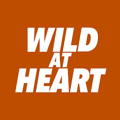 Wild at Heart net worth