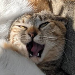ヤギ猫