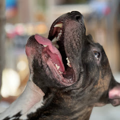 Channel thumbnail for Pitbull Dogs