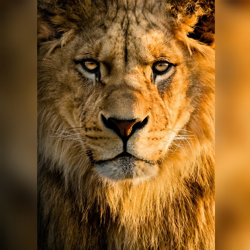 TeAm RoYaL LioN