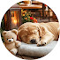 s7fEFLTWVeY-channel-avatar-Peaceful Dog Healing