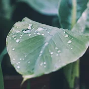 Nature Sounds 