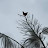 @ScreamingChickenonatree
