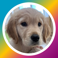 ゴールデンレトリバーのラキさん