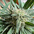 @justgrow240
