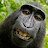 @Northernbreed1738's avatar