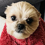 Daisy the Shih Poo - @daisytheshihpoo - Youtube