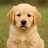 5NU0gASS7rg-channel-avatar-Retriever Moments