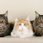 Karia Maine Coon Cattery logo