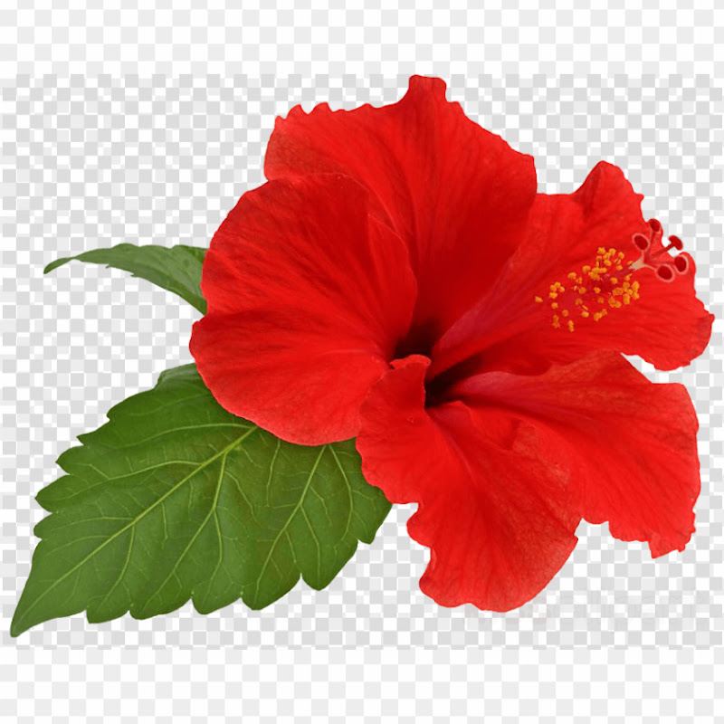 Beat of Hawaii
