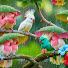 NJrnTfUxOso-channel-avatar-Morning Birds Sanctuary