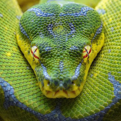 Thumbnail of related channel