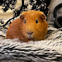 The Guinea Potatoez logo