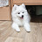 White Japanese Spitz dog 