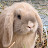 @WrenandWolfConservatory's avatar