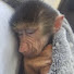 zTkf5BjgNLc-channel-avatar-LOLO Monkey
