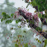 1mMLWaM6_rc-channel-avatar-Rainly