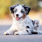 @Love_AussiePuppies