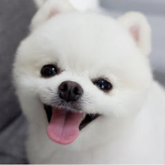 今日のマヨちゃんねる