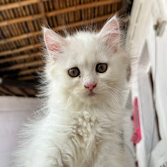 @Luna_the_cat