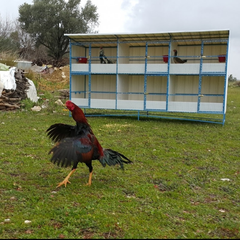 hint horozu sevdası