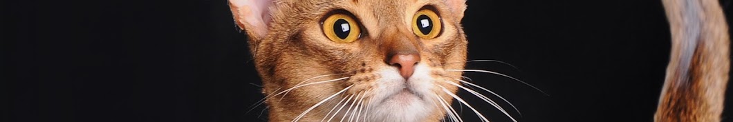 Abyssinian Cattery SmartABY Avatar del canal de YouTube