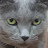 @Renowned_Silver_Cat