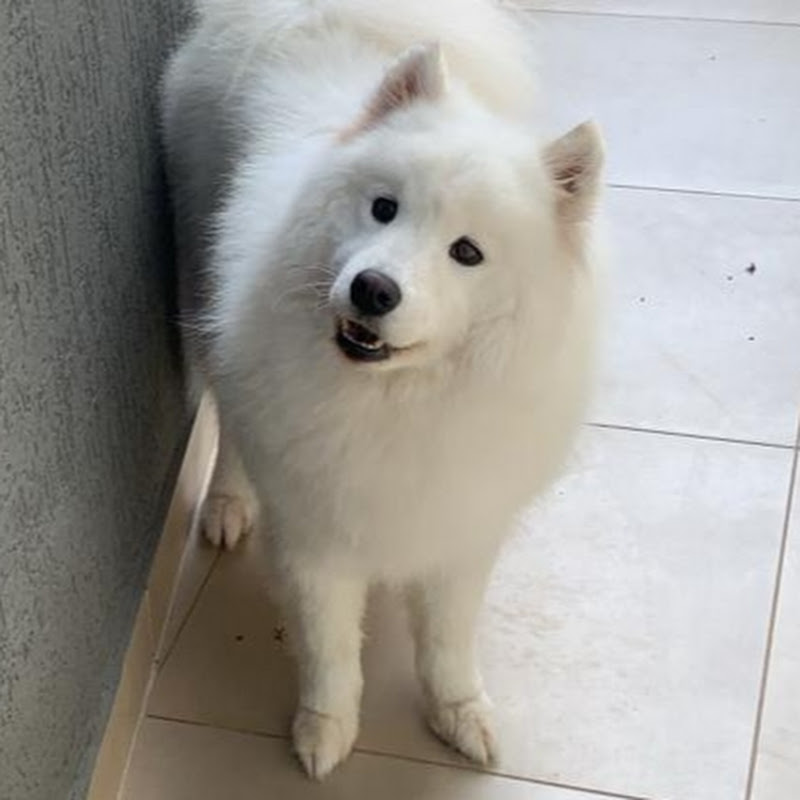 PetVibes