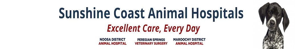 Sunshine Coast Animal Hospitals YouTube channel avatar