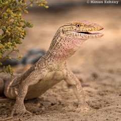 بيت الزواحف _ اسلام كرم