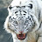 @whitetiger2501