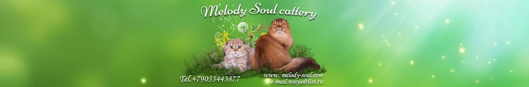 Melody Soul cattery यूट्यूब चैनल अवतार