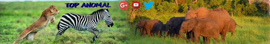 Top Animal Avatar de chaîne YouTube