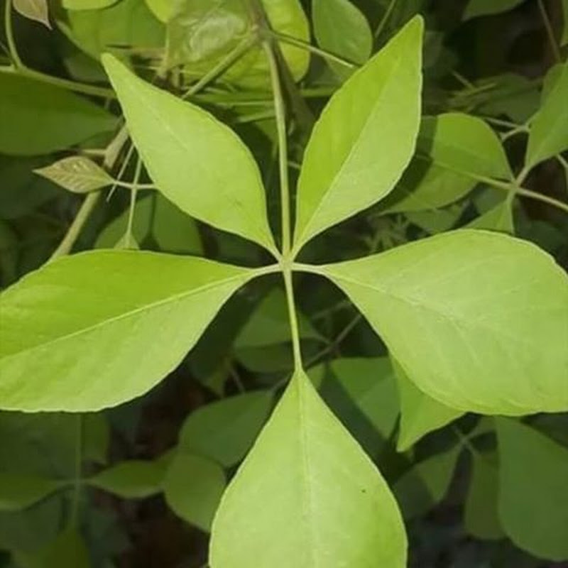 shivshakti
