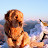 Munros for Dogs