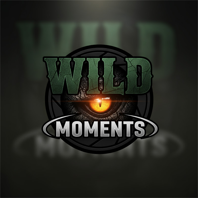 She Mocked Him... 😒 So He Gave Her a "Special Gift" 🎁💩🤮 #shorts #gorilla #karma #fail #funny