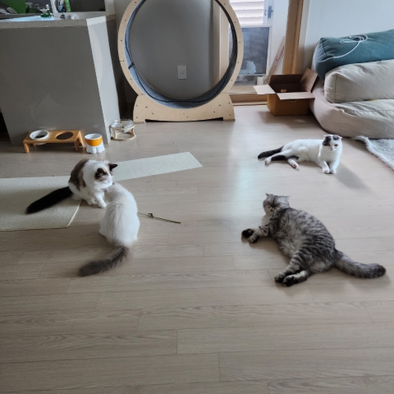 고양이좋다