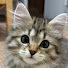 0SYnioNuCH4-channel-avatar-サイベリアンのピロシキ  siberian cat pirozhki