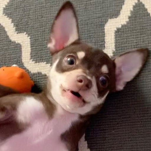 Yodel Chihuahua